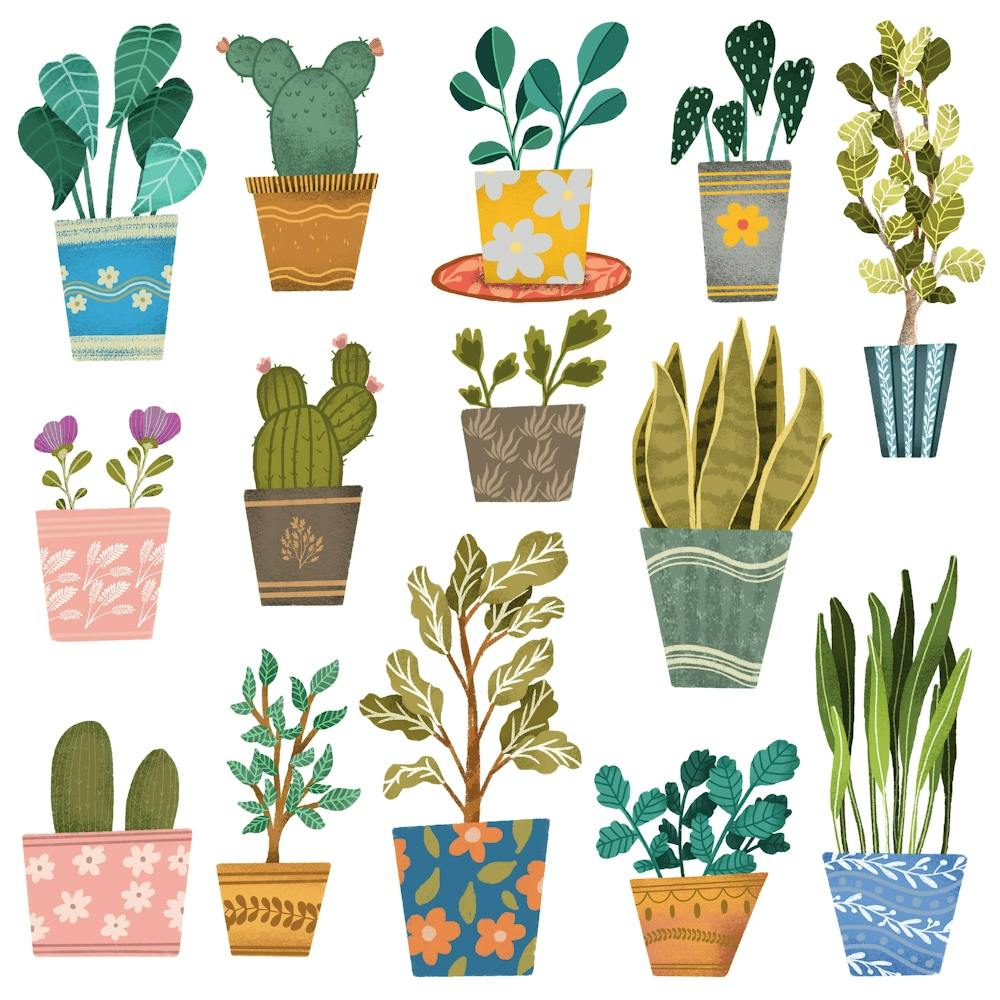 Cactus House plants