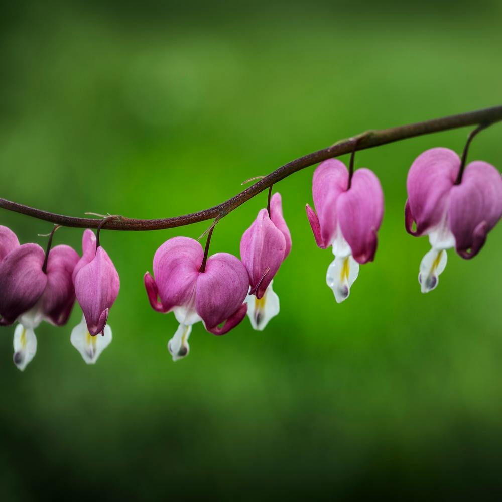 Bleeding Heart 2