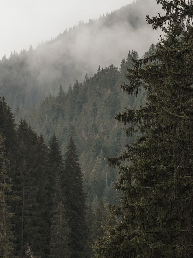 Forest Scenery
