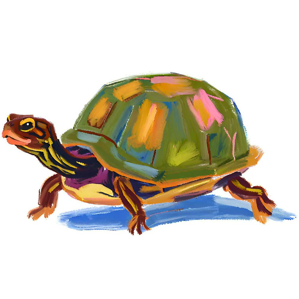 Box Turtle 05
