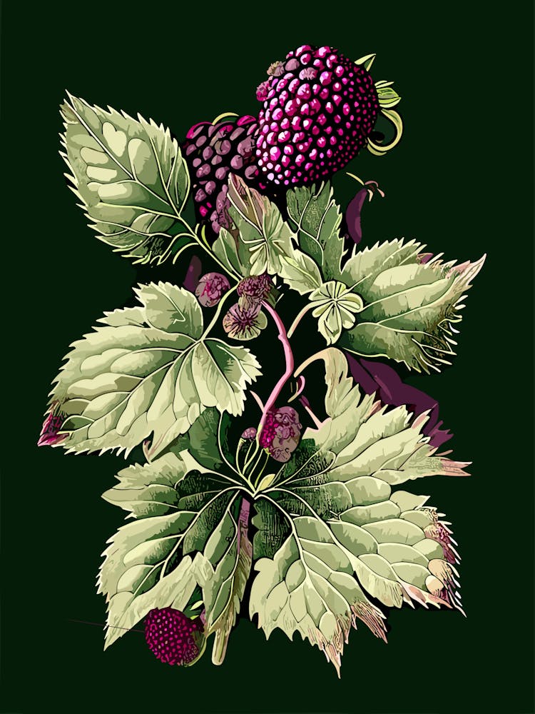 Brombeerblüte Wildblume Vintage Botanik 2
