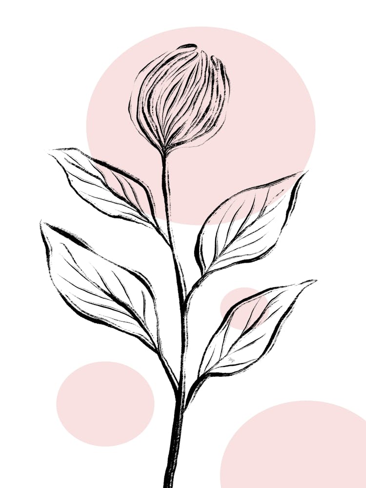 Nordic Rose
