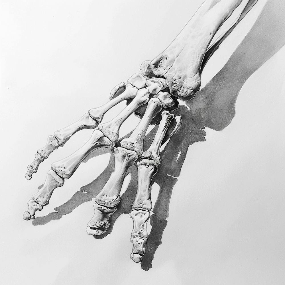 Skeletthand 1
