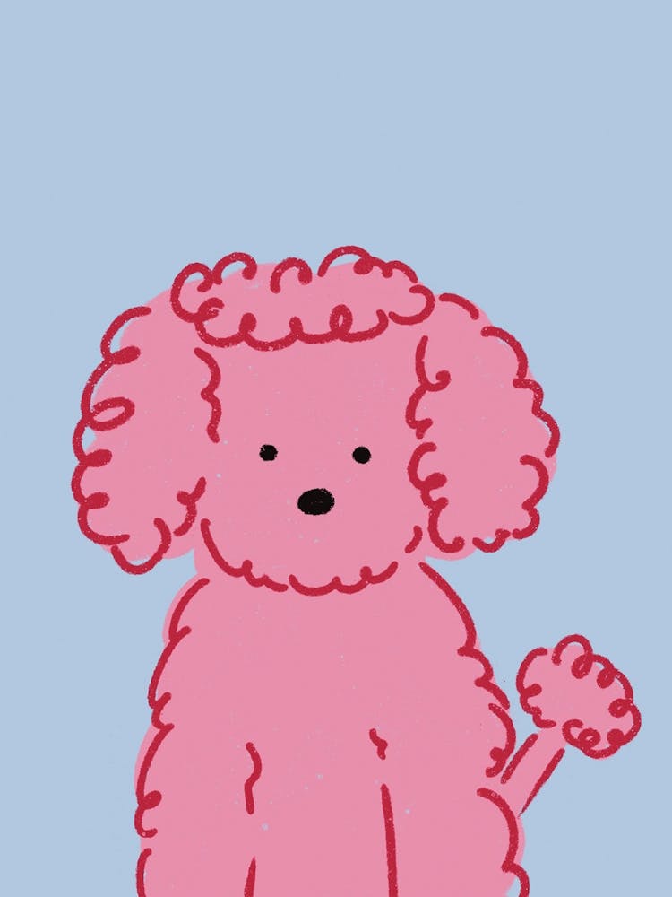 Poodle