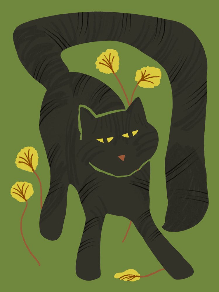 Cat Play