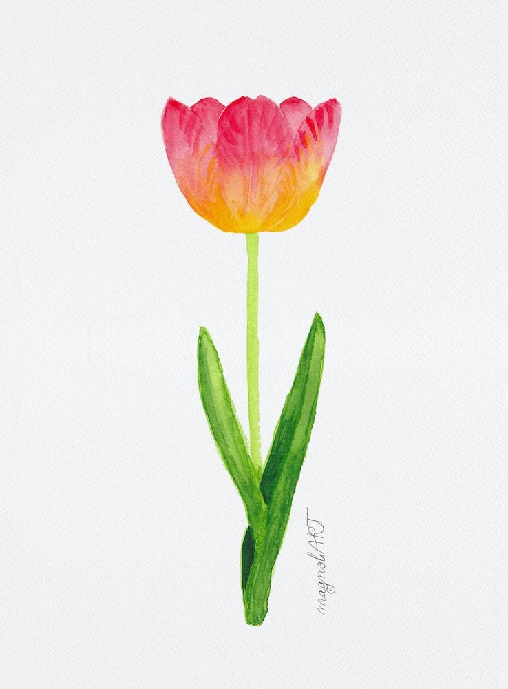 Tulip4