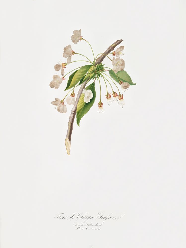 Cherry Plum Flower (Mirabolano) From Pomona Italiana (1817 - 1839), Giorgio Gallesio