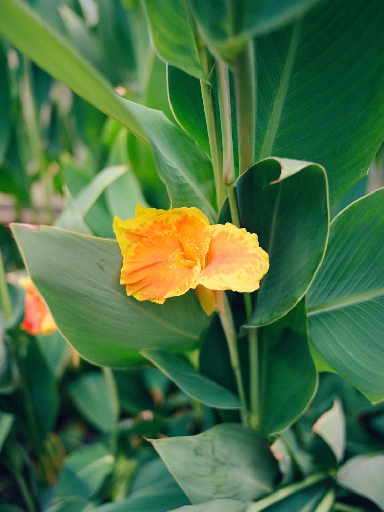 Sullivan's Island V on Film