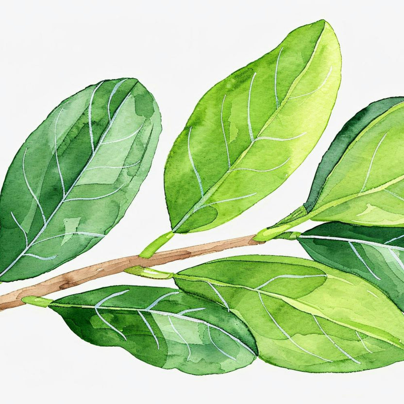 Watercolor Leaf Painting