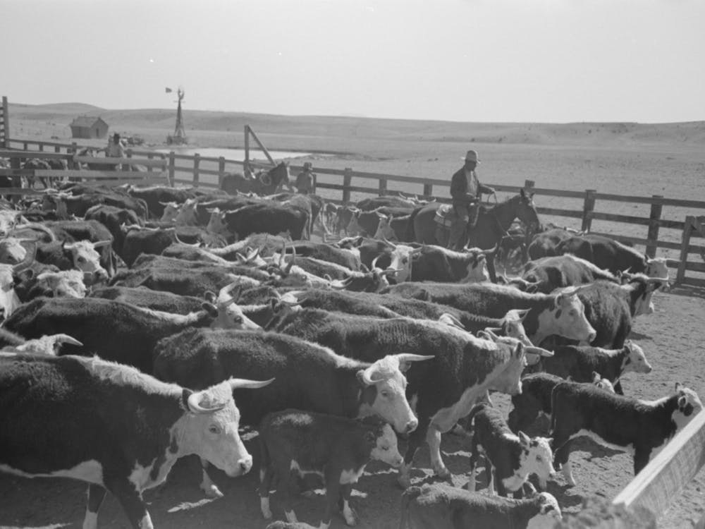 Cattle In Corral After Branding, Roundup Near Marfa, Texas By Russell Lee