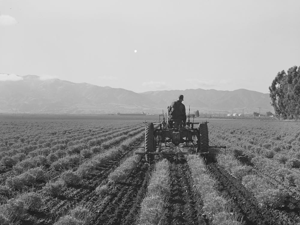 Salinas, California, Intercontinental Rubber Producers,Cultivating Two Year Old Guayule Plants, This Is The Only Plac