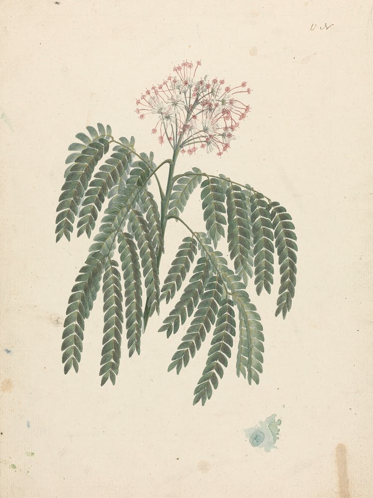 Gummy Albizia Tree, Luigi Balugani