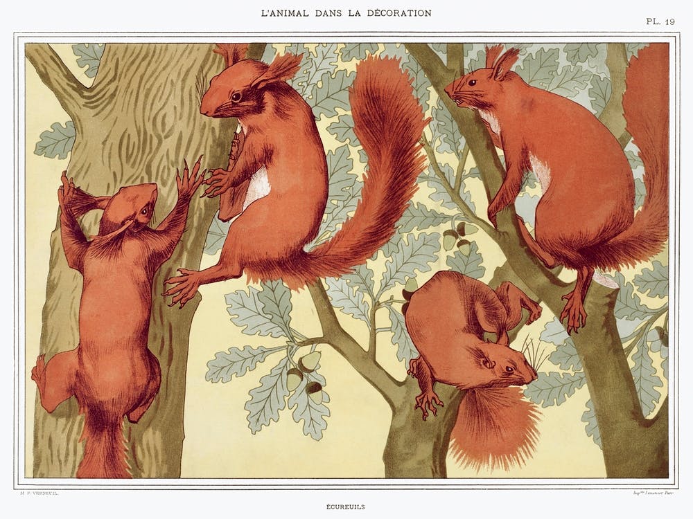 Squirrels From The Animal In The Decoration (1897), Maurice Pillard Verneuil