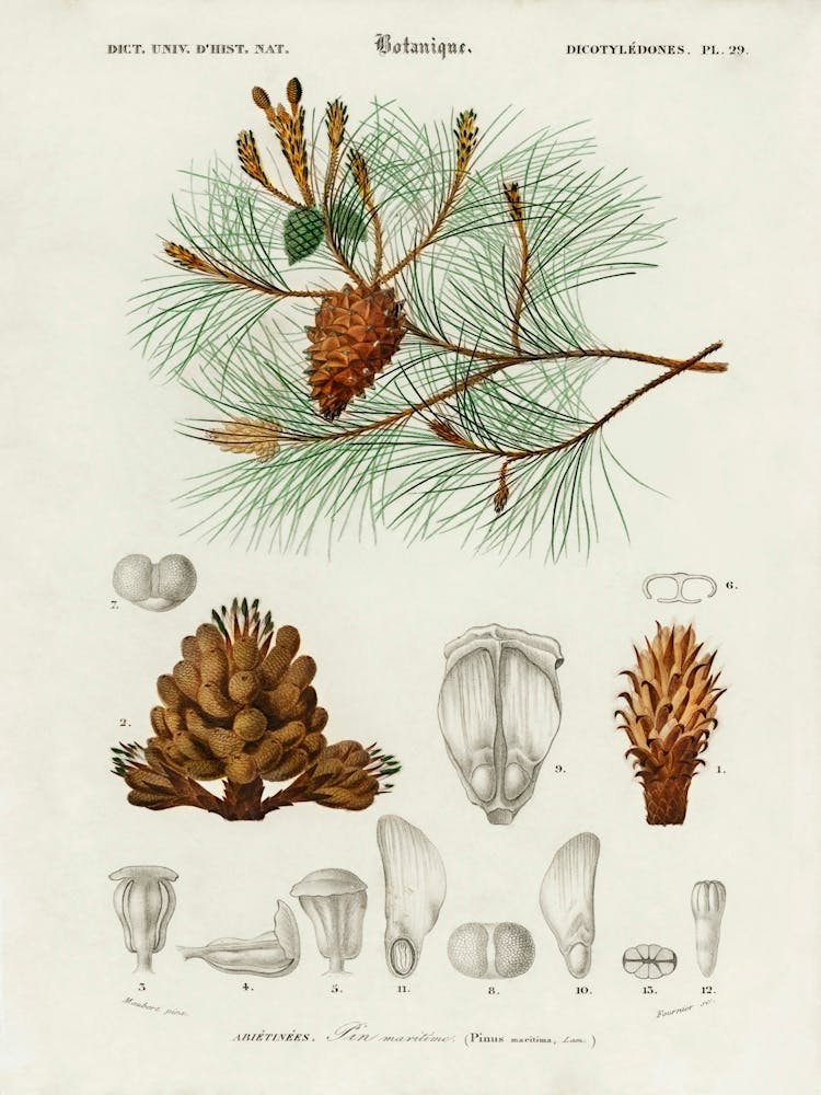 Martime Pine (Pinus Maritima), Charles Dessalines D' Orbigny