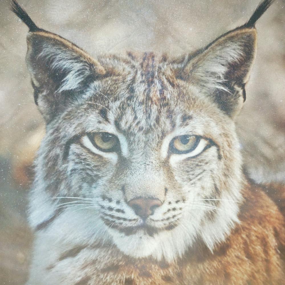 Lynx Whisperer
