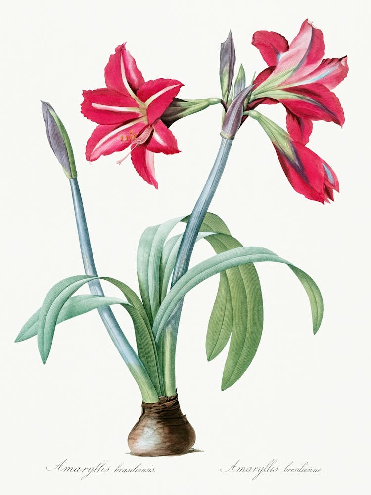 Brazilian Amaryllis, Pierre Joseph Redoute