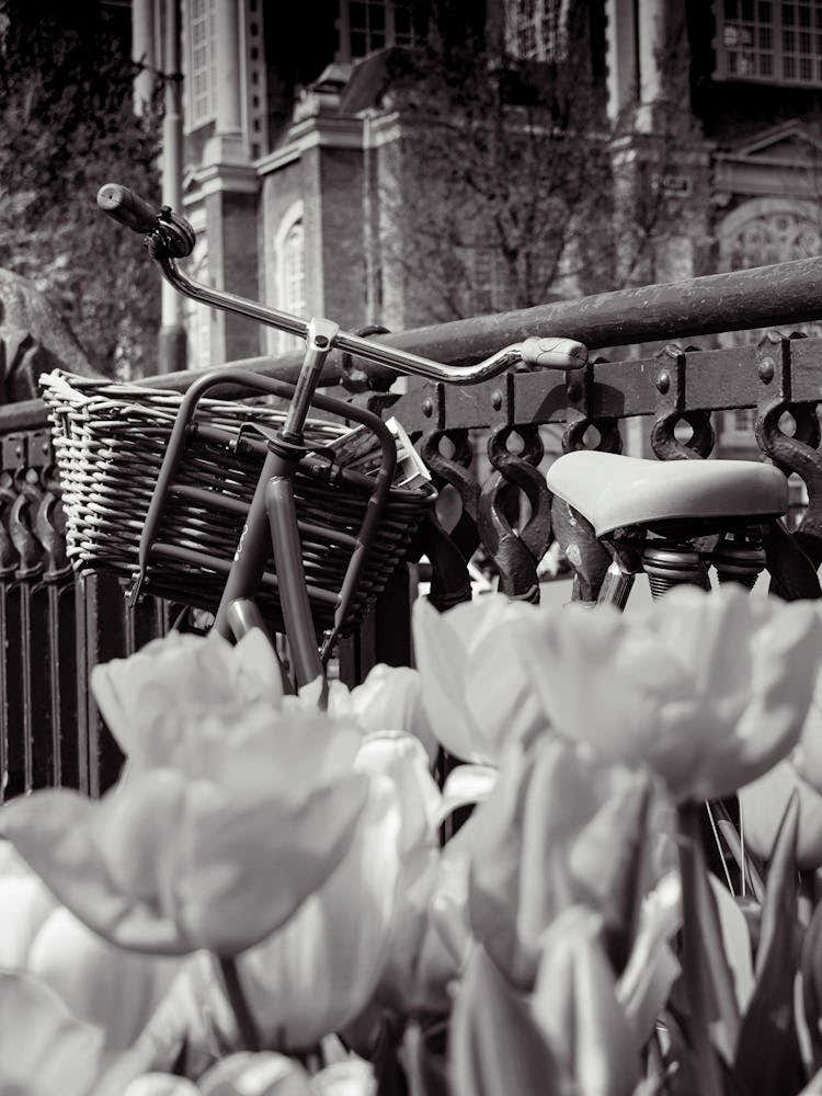 Amsterdam Tulips and Bike