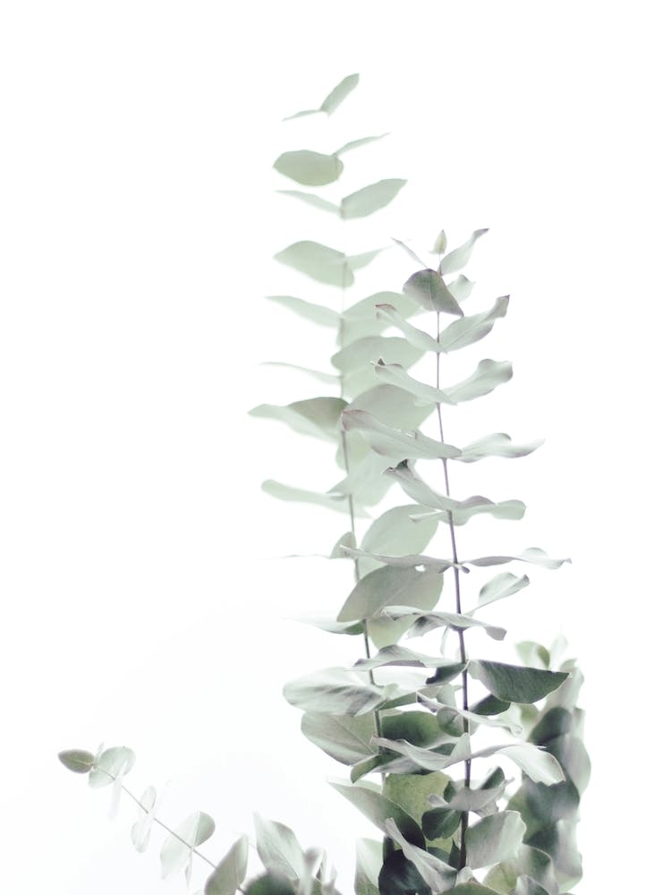 Eucalyptus White II in