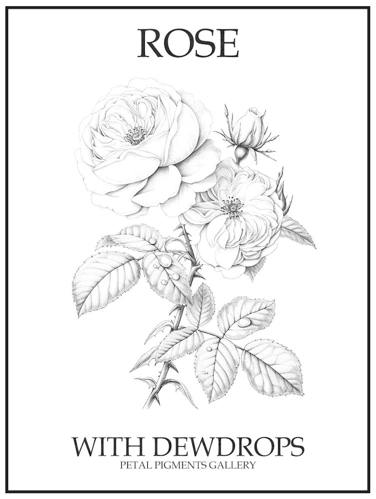 Rose With Dewdrops Line Drawing 2 Poster