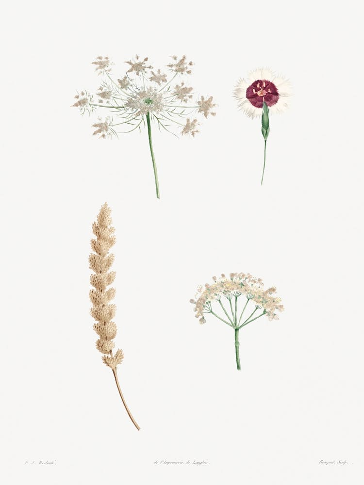 White Flower, Pierre Joseph Redoute