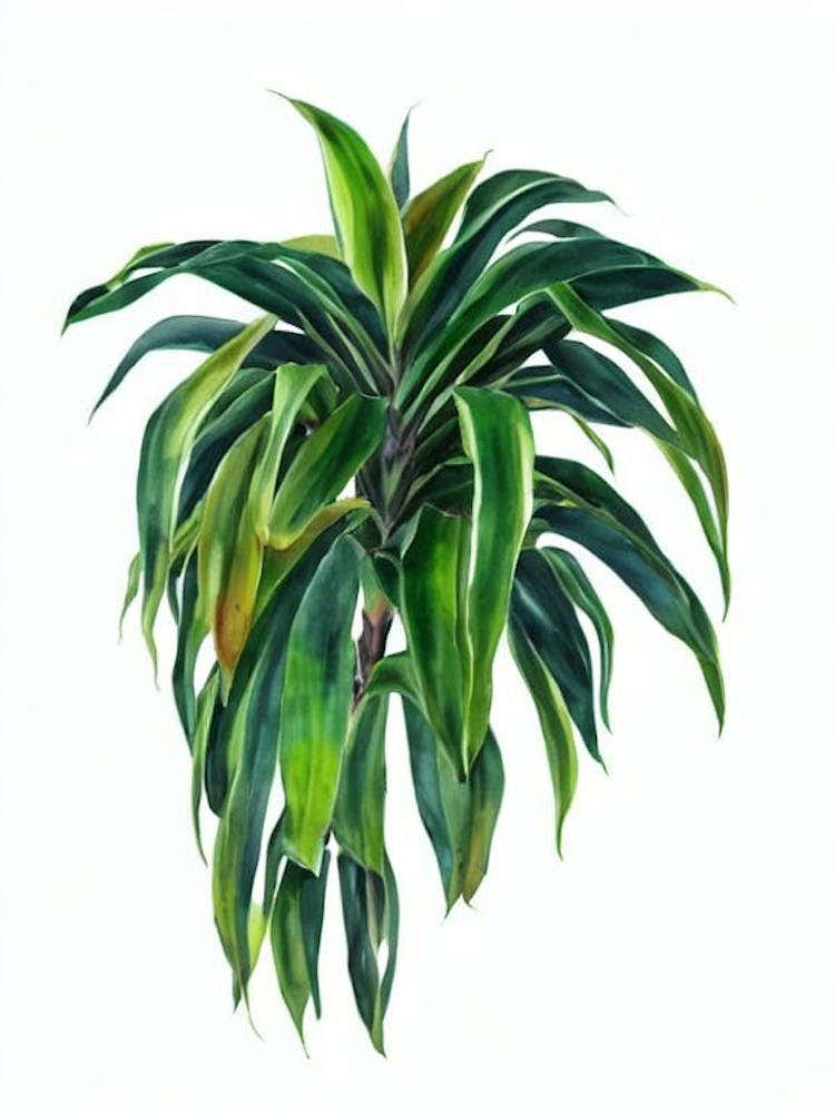 dracaena art Janet Craig Dracaena (Dracaena Deremensis) Watercolor Art Print by Urban Greenhouse – Fy!
