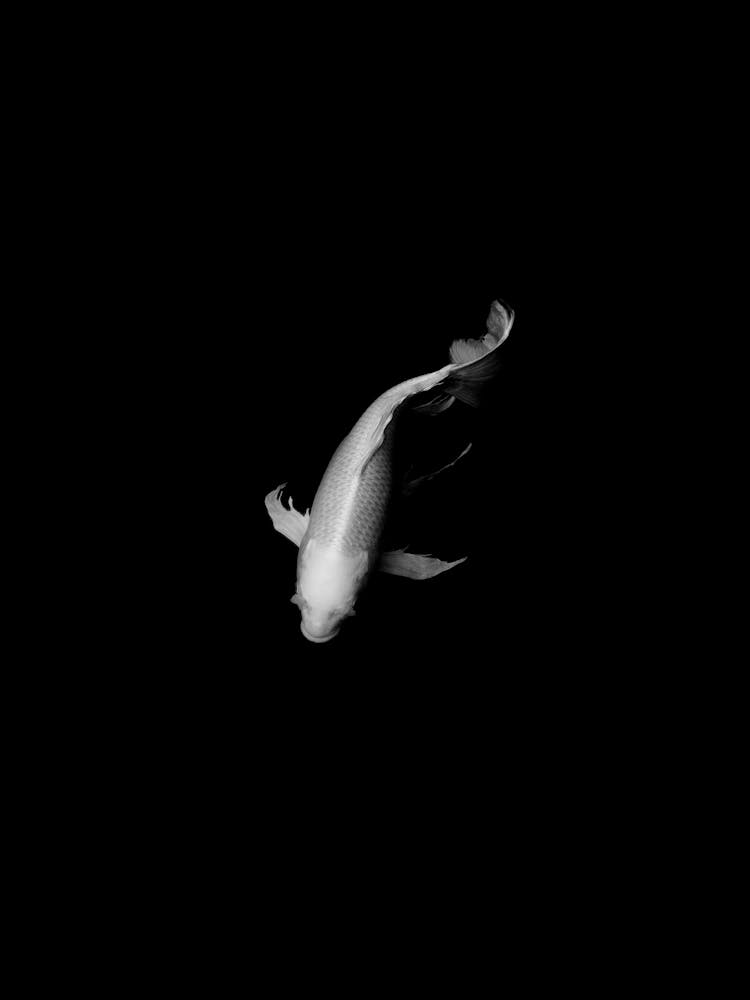 Japanese Koi Carp Black and White Photograph