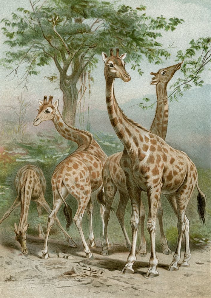 Vintage Brehm 1 Giraffe