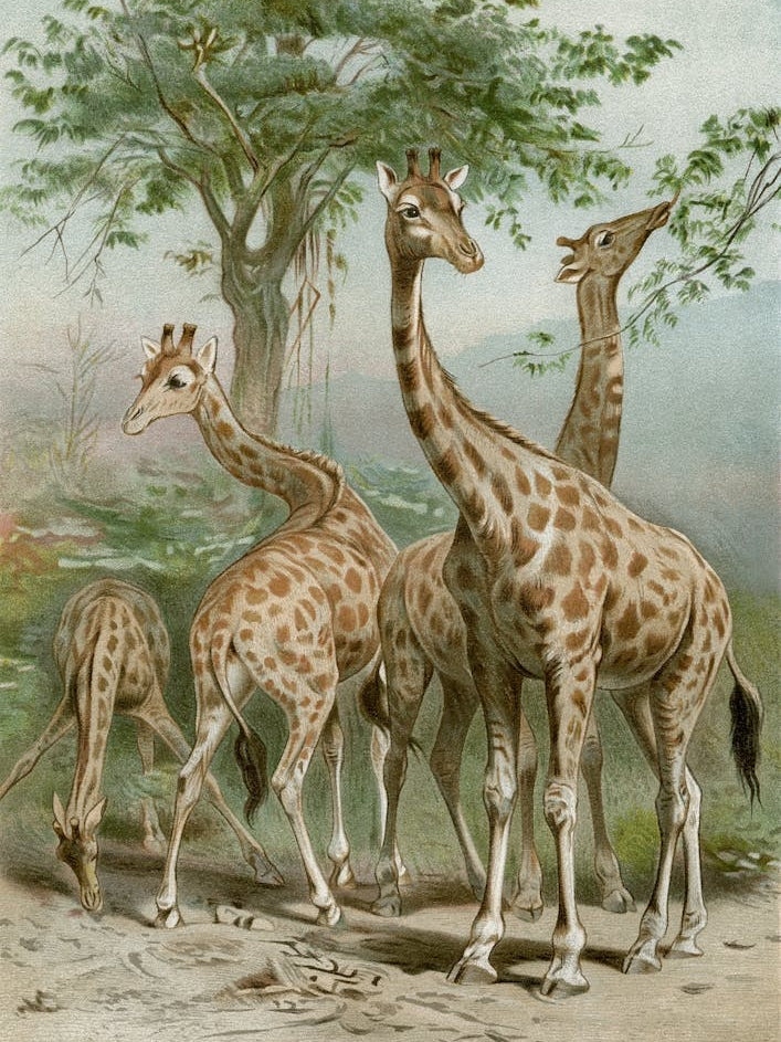 Vintage Brehm 1 Giraffe