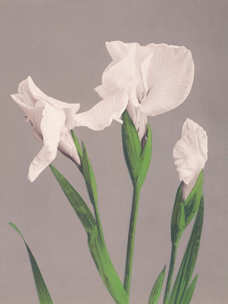 Beautiful Photomechanical Prints Of Cherry Blossom, Ogawa Kazumasa