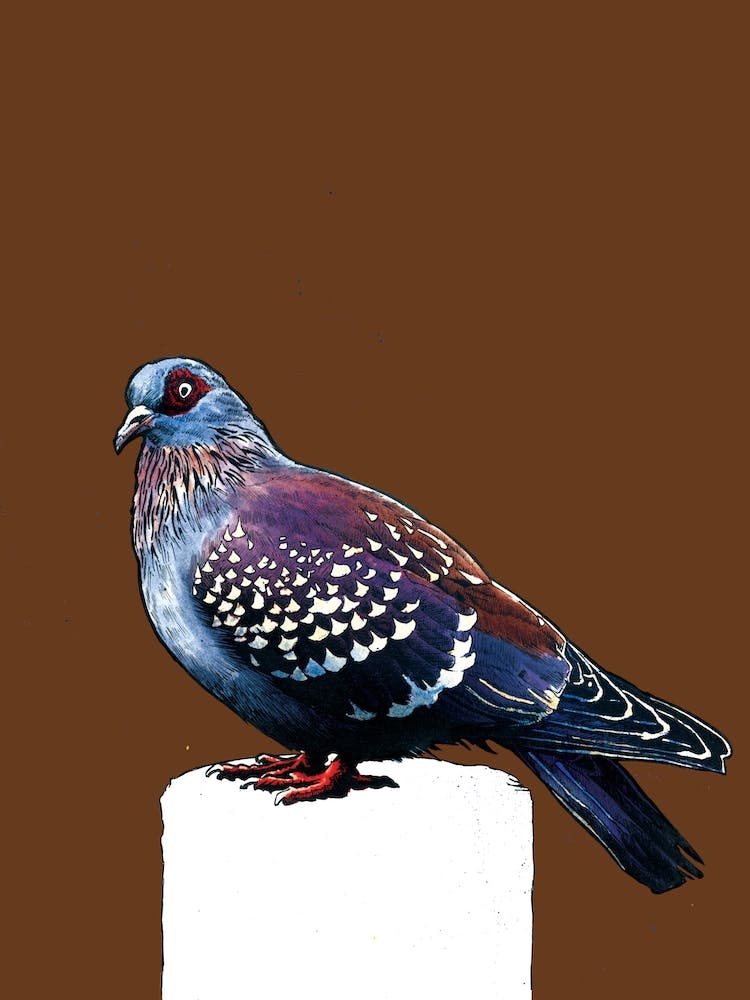 The Pigeon On Roast Peach