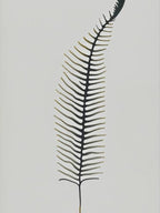 Forked Spleenwort Simplicity