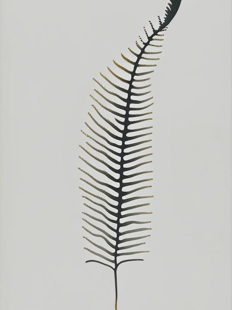 Forked Spleenwort Simplicity