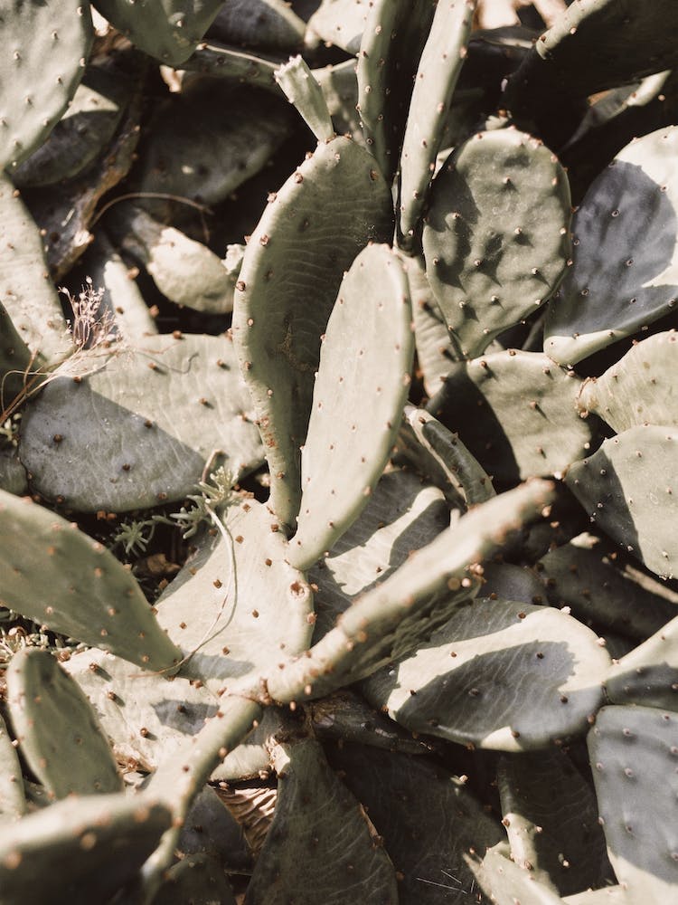 Cactus Cluster