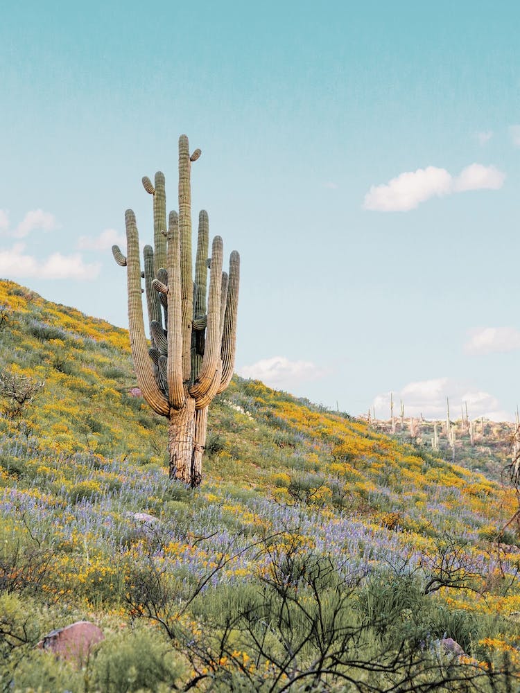 Fleurs sauvages de Saguaro