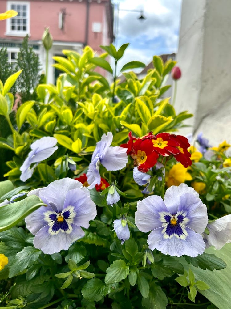 Pansies