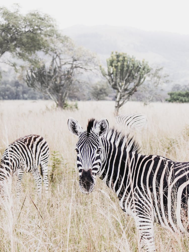 Zebra In Hiding
