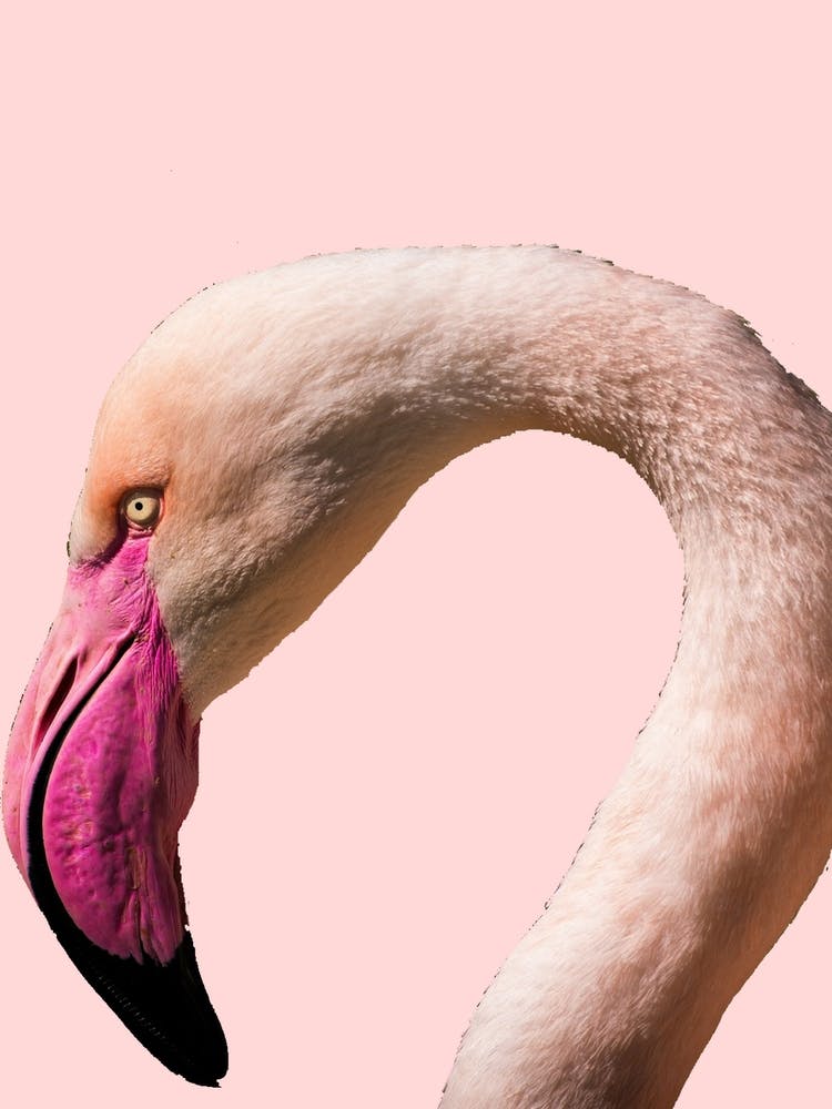 Pink Flamingo