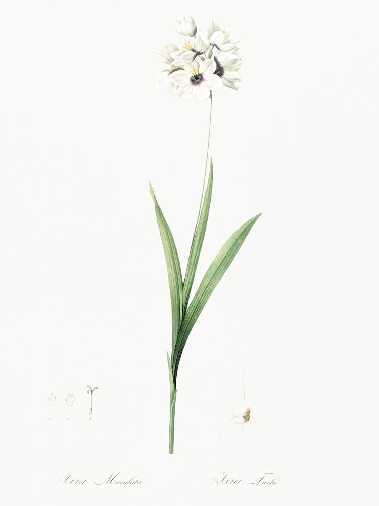 Ixia Maculata Illustration From Les Liliacées (1805), Pierre Joseph Redoute