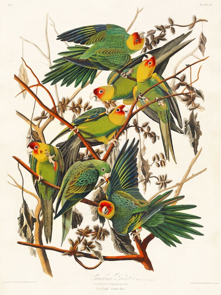 Carolina Parrot