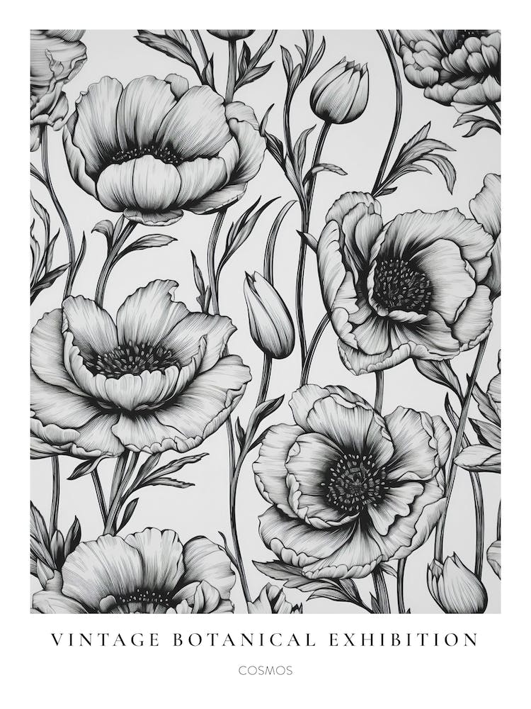 Cosmos B&W Vintage Botanical Poster