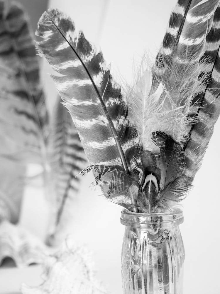 Feathers In A Vase
