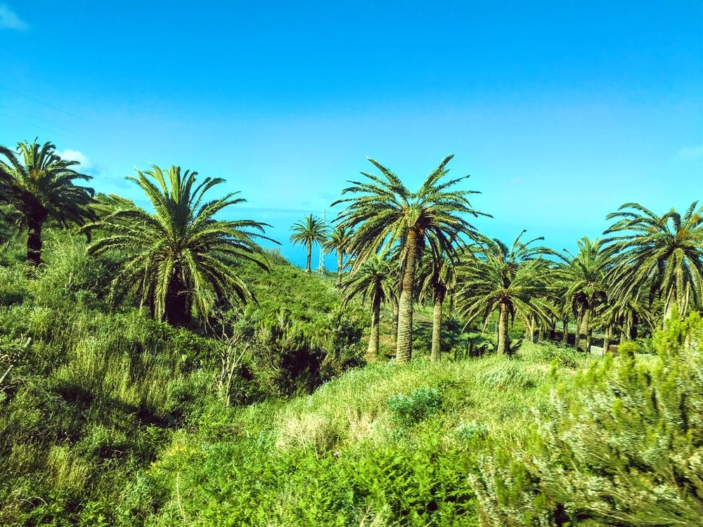 Palm Trees On Santa Cruz De Tenerife, Canary Islands (Spain Series)