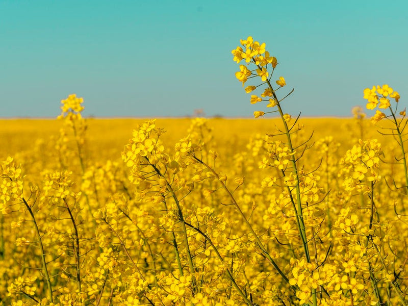 Canola Fields Under The Sun 06