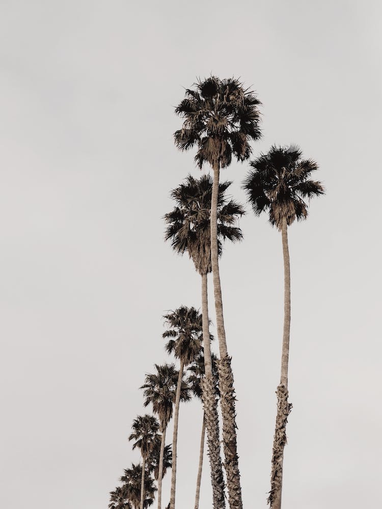 Palm Tree Scenery