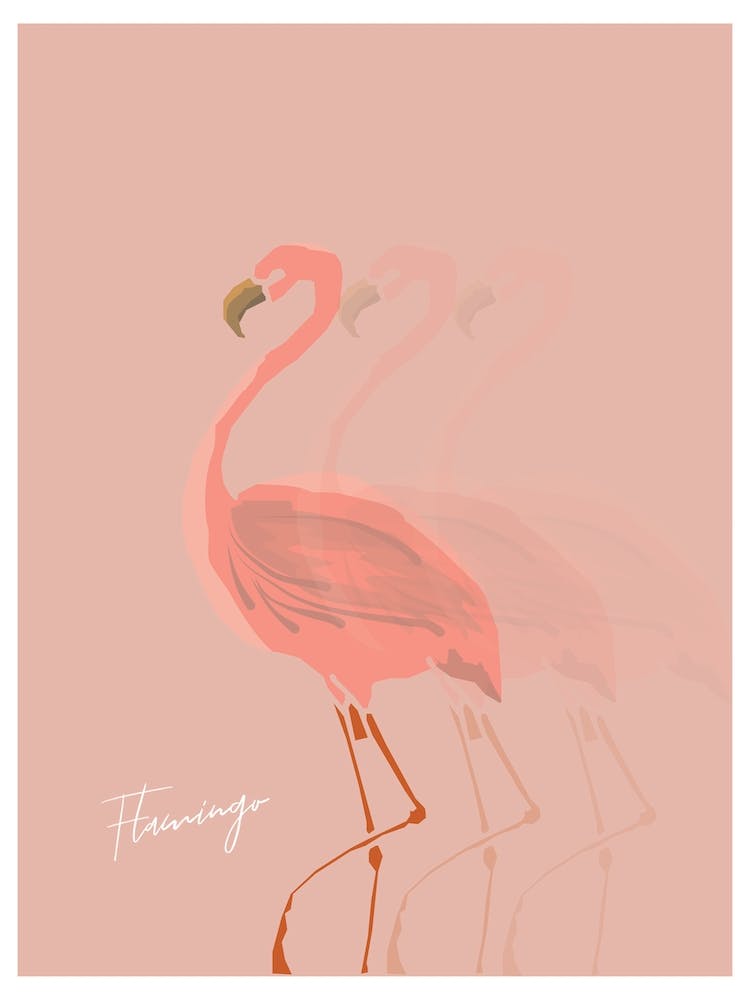 Flamingo Shadow