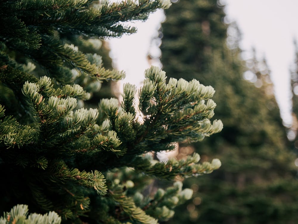 Forest up Close