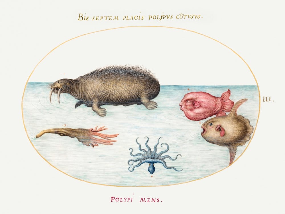 Walrus, Nine Legged Octopus, And Ocean Sunfish (1575–1580), Joris Hoefnagel