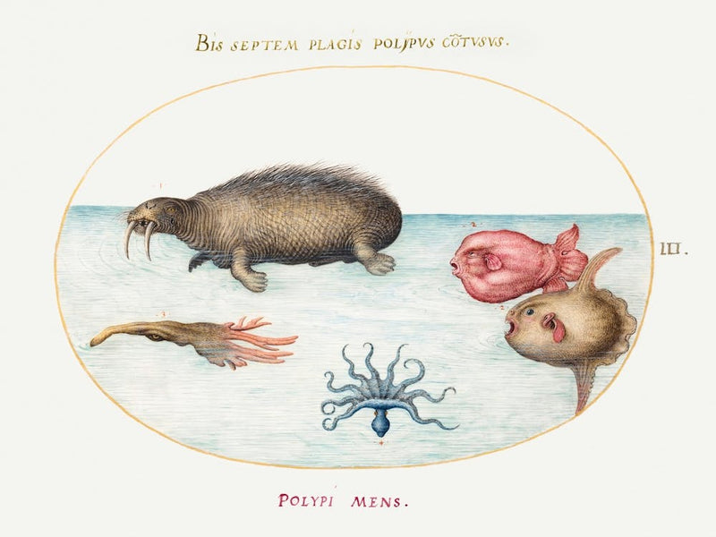 Walrus, Nine Legged Octopus, And Ocean Sunfish (1575–1580), Joris Hoefnagel