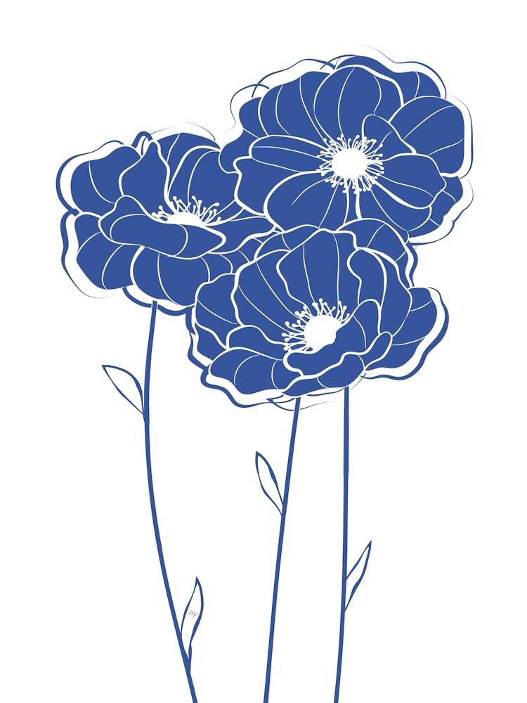 Blue Poppy Blooms