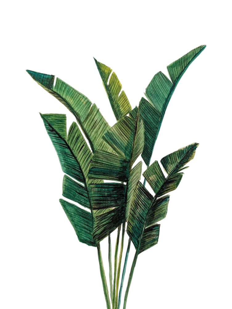 Houseplant Botanical White Green Watercolour Illustration Tropical
